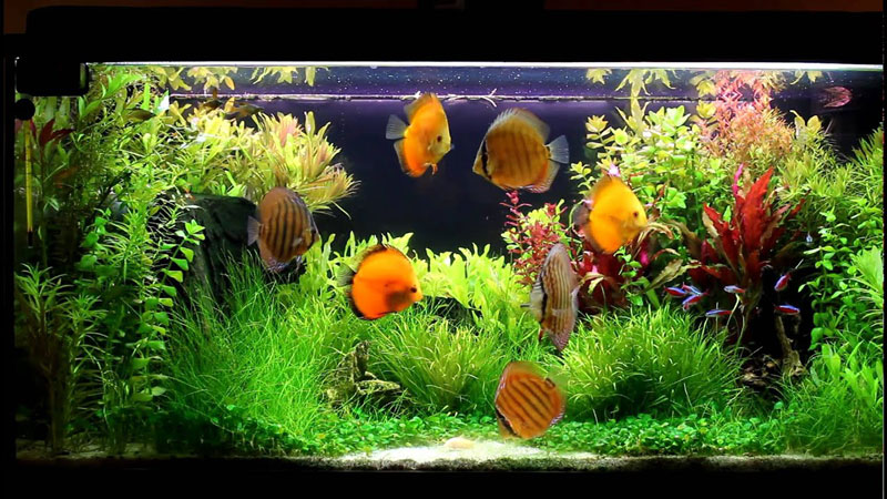 discus-fish-tank