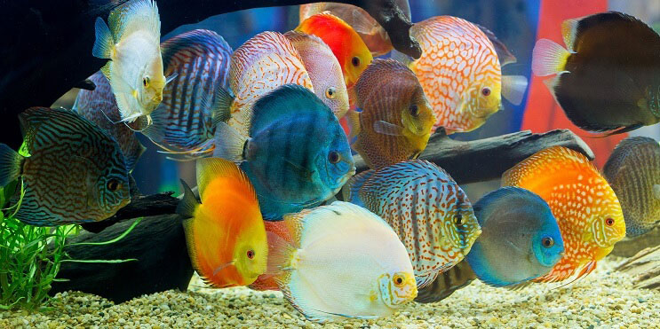 shoal-of-discus-fish