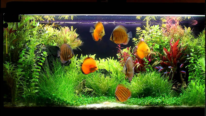 Discus community outlet tank